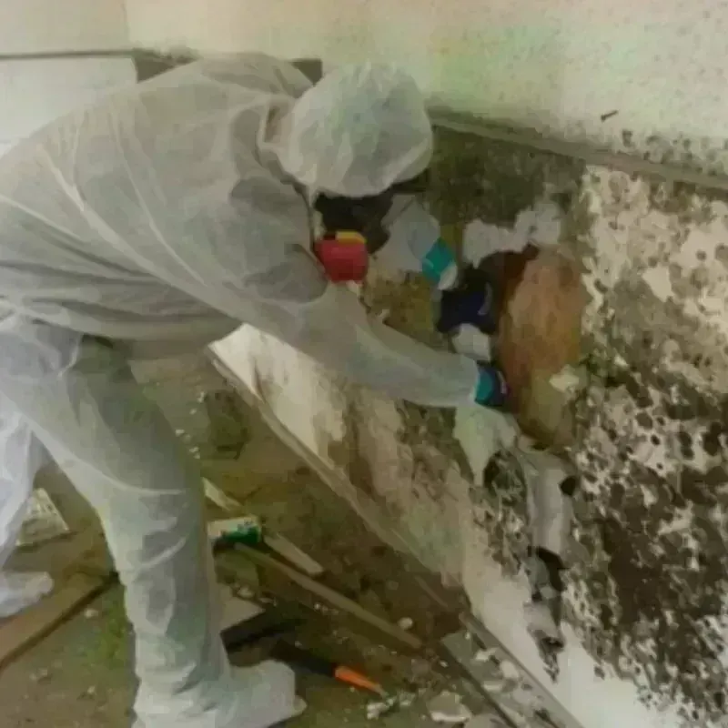 Mold Remediation and Removal in Benton County, WA